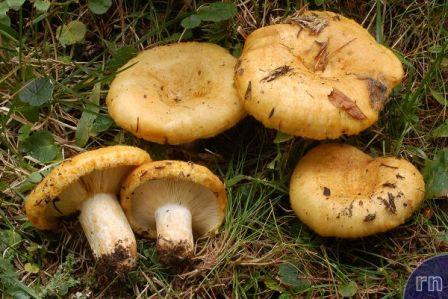   Lactarius scrobiculatus